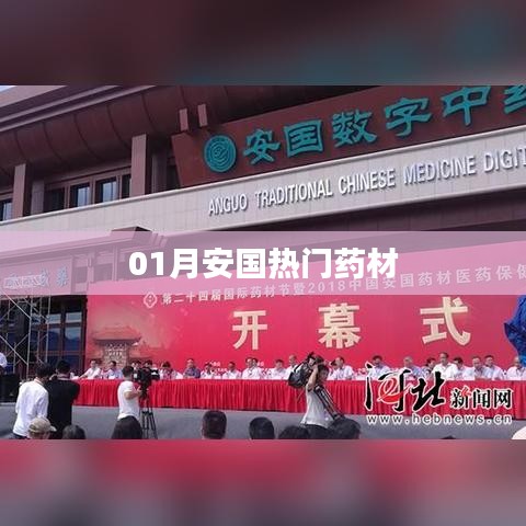 01月安国热门药材概览