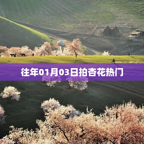 『01月03日拍杏花，热门春光瞬间』