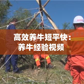 高效养牛短平快：养牛经验视频 