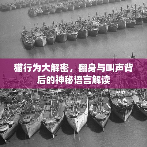 猫行为大解密，翻身与叫声背后的神秘语言解读