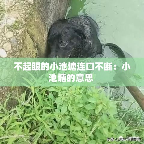 不起眼的小池塘连口不断：小池塘的意思 