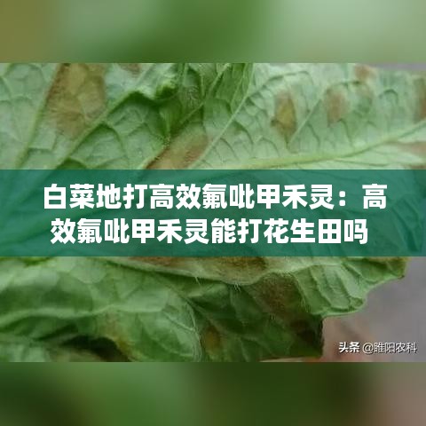 白菜地打高效氟吡甲禾灵：高效氟吡甲禾灵能打花生田吗 