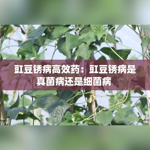 豇豆锈病高效药：豇豆锈病是真菌病还是细菌病 