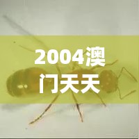 2004澳门天天开好彩大全｜专业解析说明
