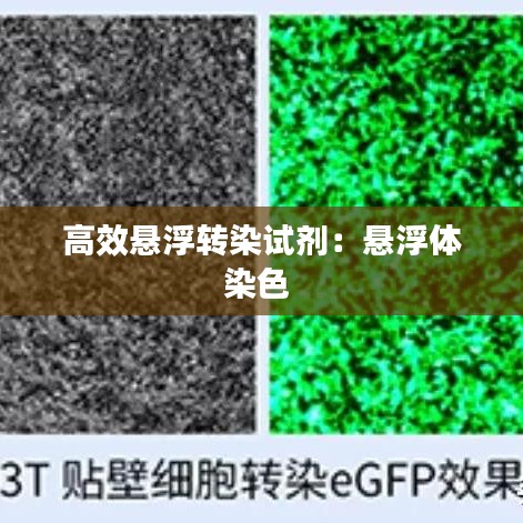 高效悬浮转染试剂：悬浮体染色 