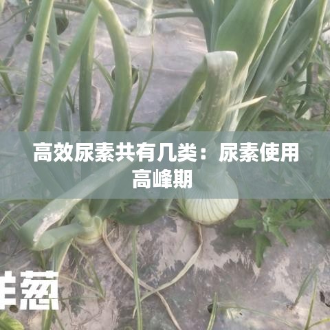 高效尿素共有几类：尿素使用高峰期 