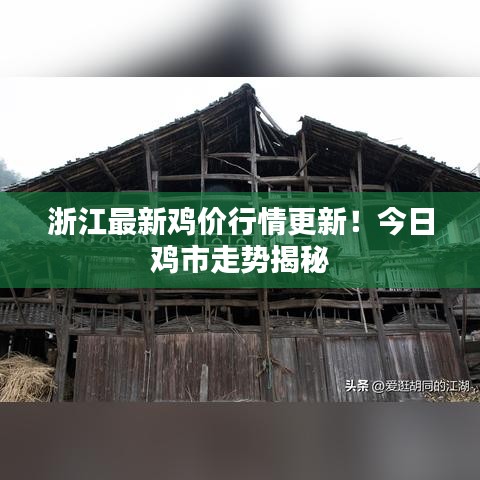 浙江最新鸡价行情更新！今日鸡市走势揭秘