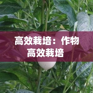 富贵凝香 第2页