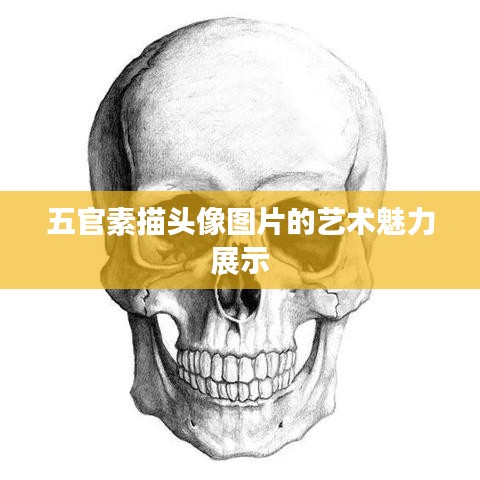 五官素描头像图片的艺术魅力展示