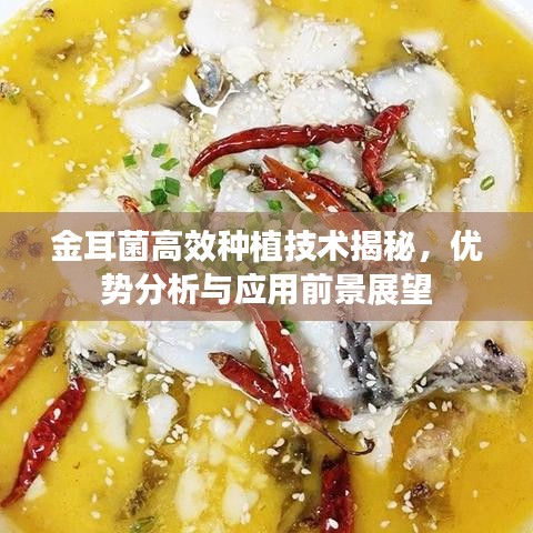 金耳菌高效种植技术揭秘，优势分析与应用前景展望