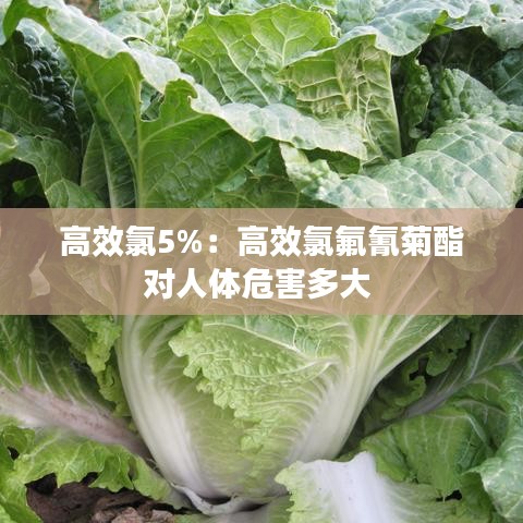 高效氯5%：高效氯氟氰菊酯对人体危害多大 