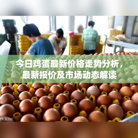 今日鸡蛋最新价格走势分析，最新报价及市场动态解读