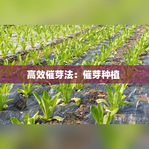 高效催芽法：催芽种植 