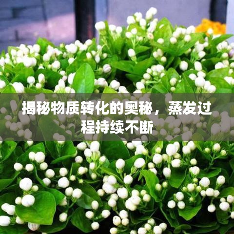 揭秘物质转化的奥秘，蒸发过程持续不断