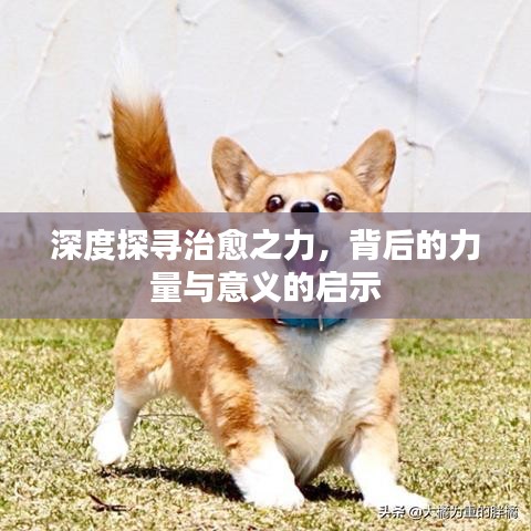深度探寻治愈之力，背后的力量与意义的启示