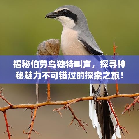揭秘伯劳鸟独特叫声，探寻神秘魅力不可错过的探索之旅！