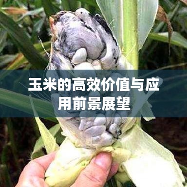 玉米的高效价值与应用前景展望