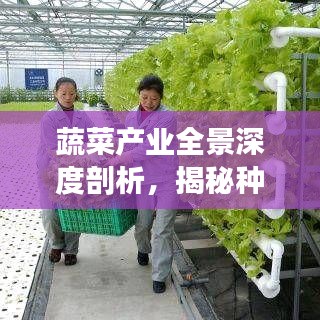 蔬菜产业全景深度剖析，揭秘种植、市场与未来趋势
