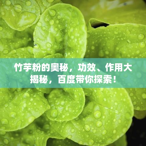 竹芋粉的奥秘，功效、作用大揭秘，百度带你探索！