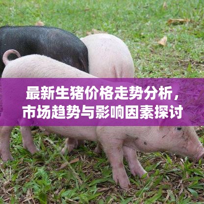 最新生猪价格走势分析，市场趋势与影响因素探讨