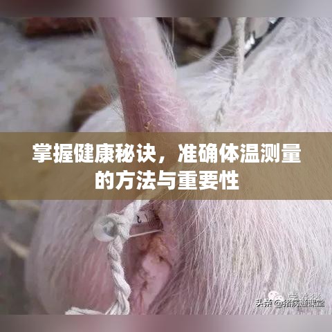 掌握健康秘诀，准确体温测量的方法与重要性