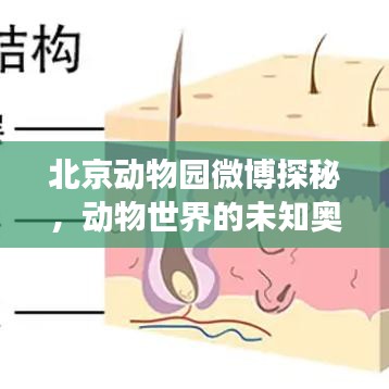 北京动物园微博探秘，动物世界的未知奥秘之旅