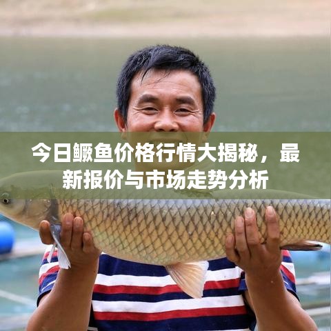 今日鳜鱼价格行情大揭秘，最新报价与市场走势分析