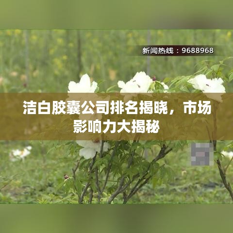洁白胶囊公司排名揭晓，市场影响力大揭秘