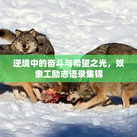 逆境中的奋斗与希望之光，奴隶工励志语录集锦