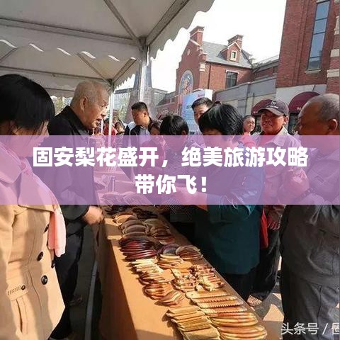固安梨花盛开，绝美旅游攻略带你飞！