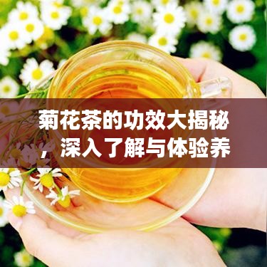 菊花茶的功效大揭秘，深入了解与体验养生之道