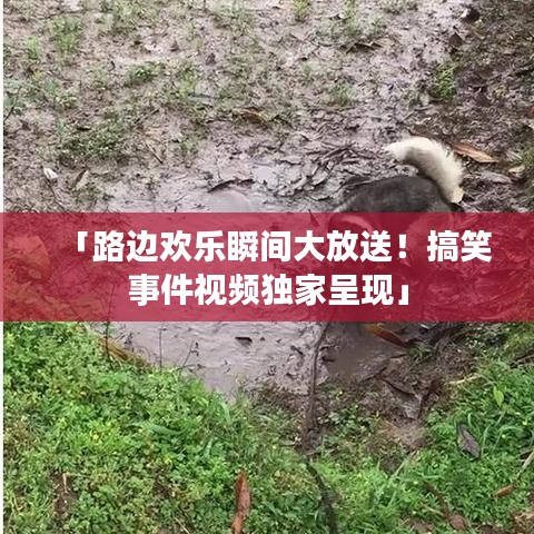 「路边欢乐瞬间大放送！搞笑事件视频独家呈现」