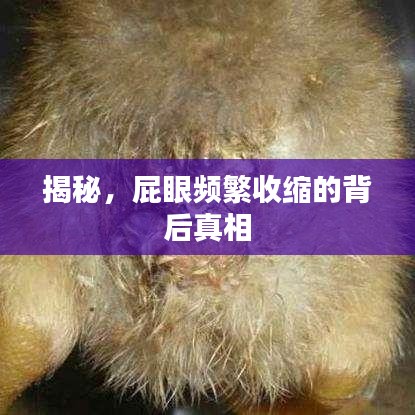 揭秘，屁眼频繁收缩的背后真相