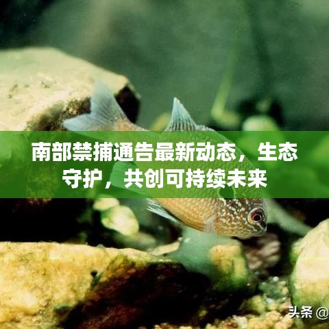 南部禁捕通告最新动态，生态守护，共创可持续未来