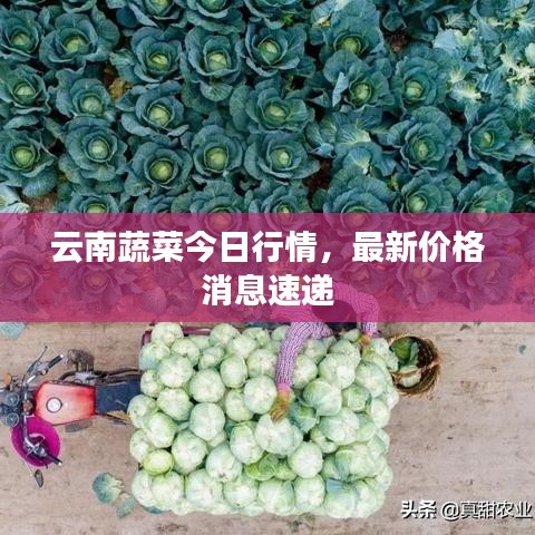 云南蔬菜今日行情，最新价格消息速递