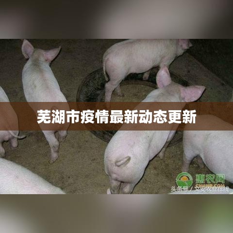 芜湖市疫情最新动态更新
