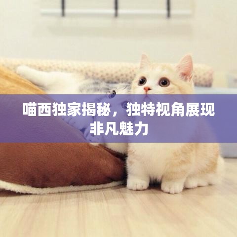喵西独家揭秘，独特视角展现非凡魅力
