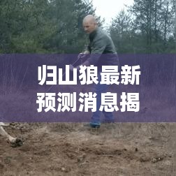 归山狼最新预测消息揭秘，今日运势大揭秘