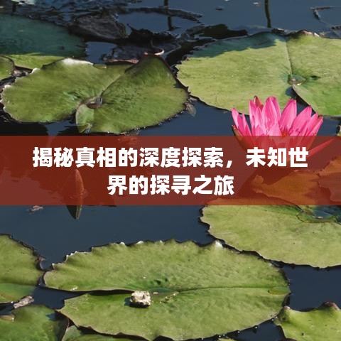 揭秘真相的深度探索，未知世界的探寻之旅