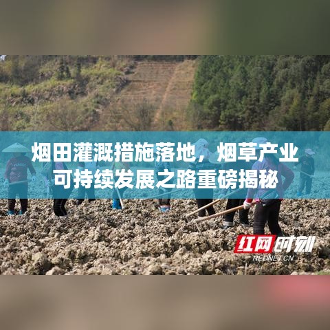 烟田灌溉措施落地，烟草产业可持续发展之路重磅揭秘
