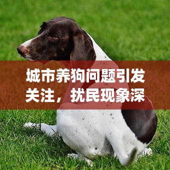 城市养狗问题引发关注，扰民现象深度解析