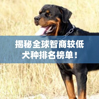 揭秘全球智商较低犬种排名榜单！