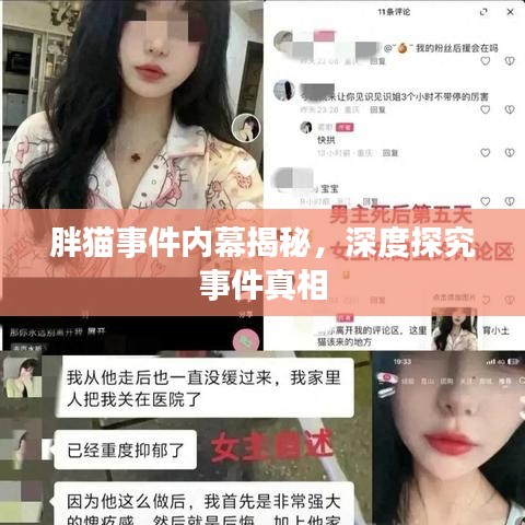 胖猫事件内幕揭秘，深度探究事件真相
