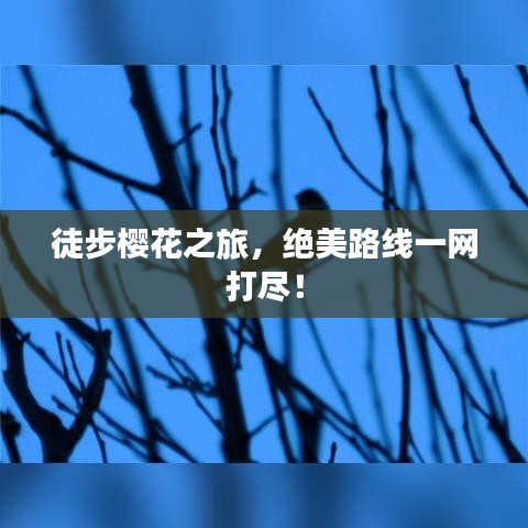 徒步樱花之旅，绝美路线一网打尽！