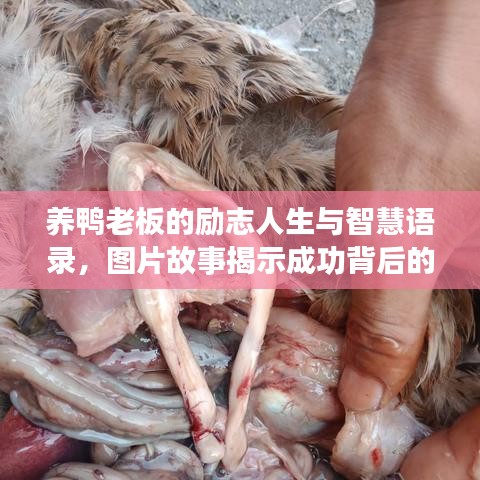 养鸭老板的励志人生与智慧语录，图片故事揭示成功背后的奋斗历程