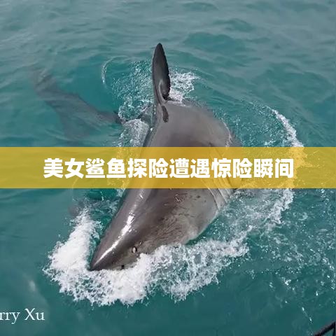 美女鲨鱼探险遭遇惊险瞬间