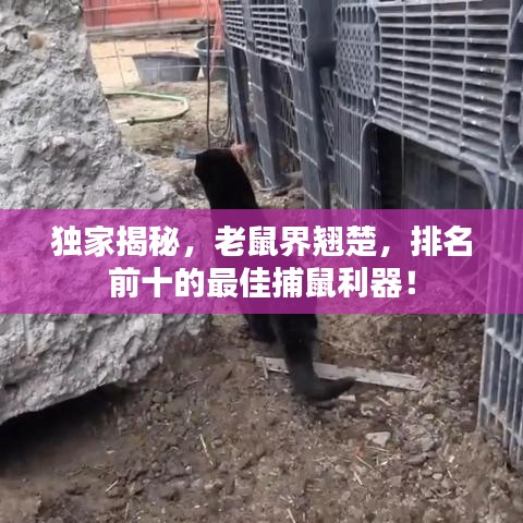 独家揭秘，老鼠界翘楚，排名前十的最佳捕鼠利器！