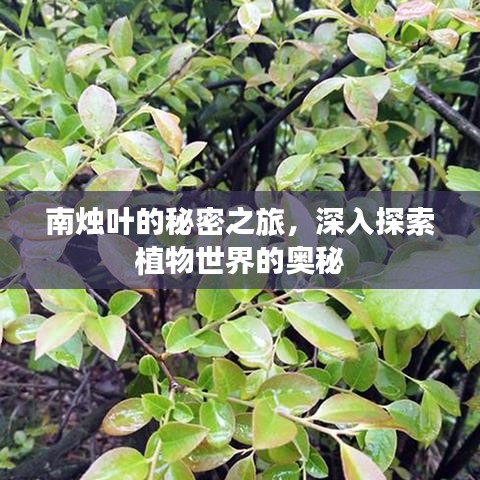 南烛叶的秘密之旅，深入探索植物世界的奥秘