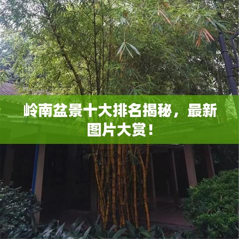 岭南盆景十大排名揭秘，最新图片大赏！