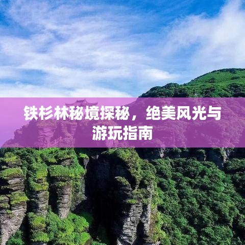 铁杉林秘境探秘，绝美风光与游玩指南